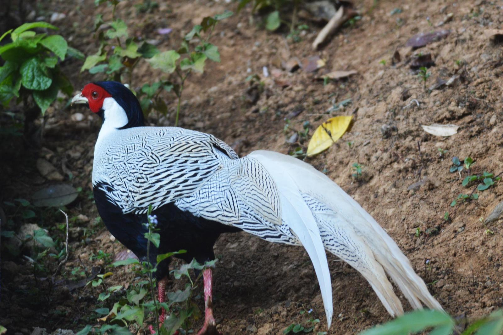 Silver Pheasant Photo by Uthai Cheummarung