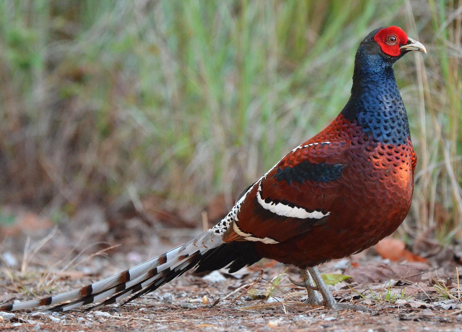 Hume's Pheasant Photo by Uthai Cheummarung