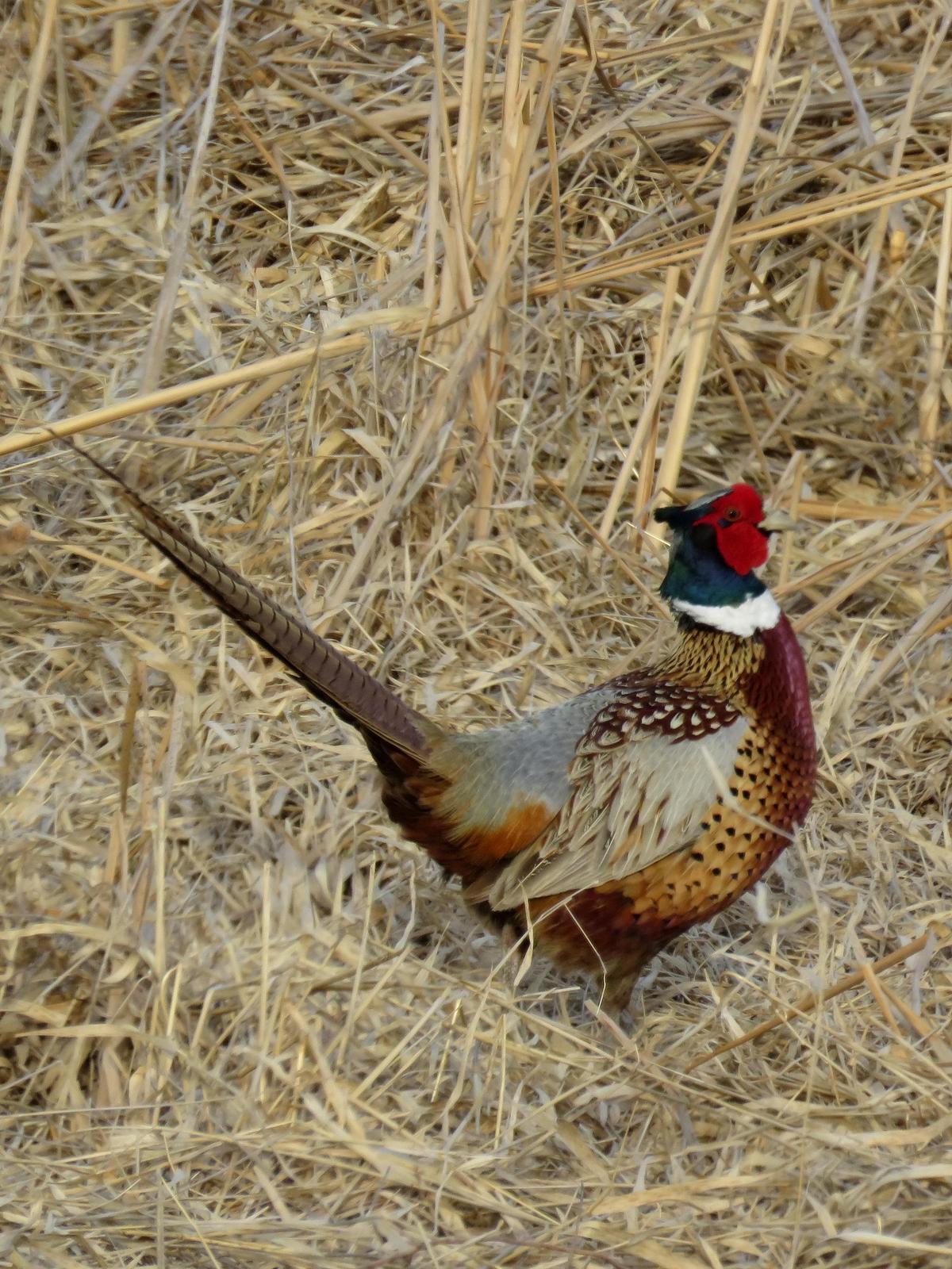 Ring-necked Pheasant Photo by Kent Jensen