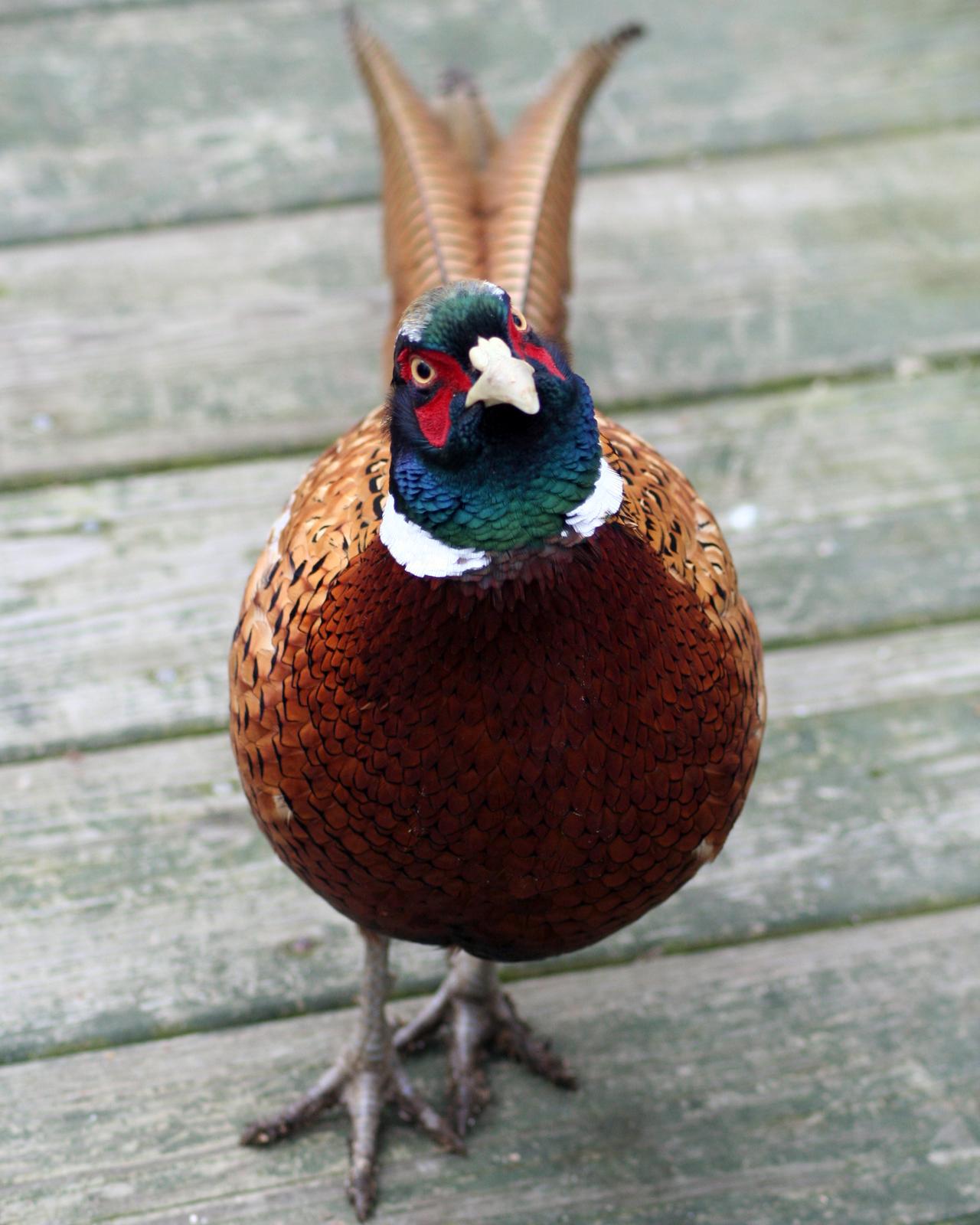 Ring-necked Pheasant Photo by Anna E. Wittmer