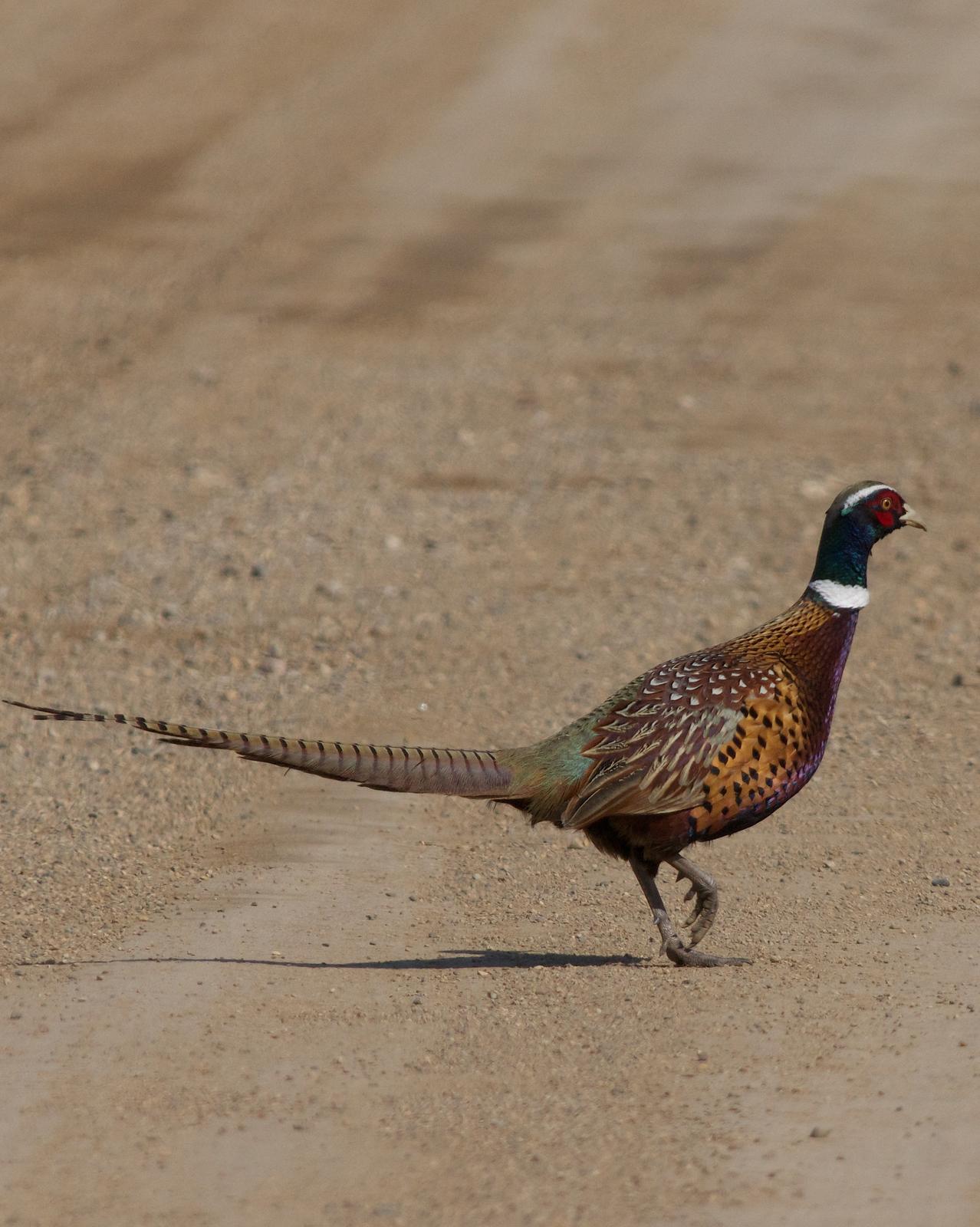 Ring-necked Pheasant Photo by Gerald Hoekstra