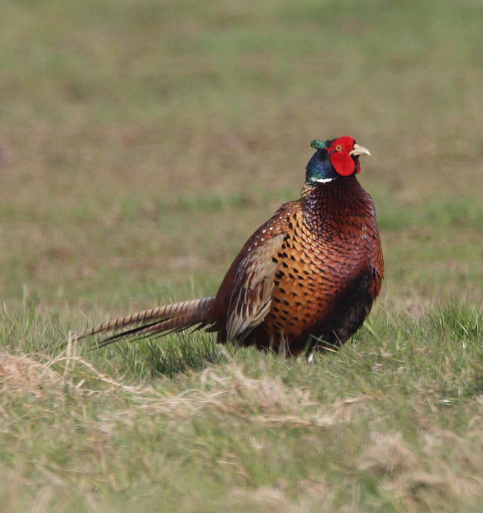 Ring-necked Pheasant Photo by Peter Boesman