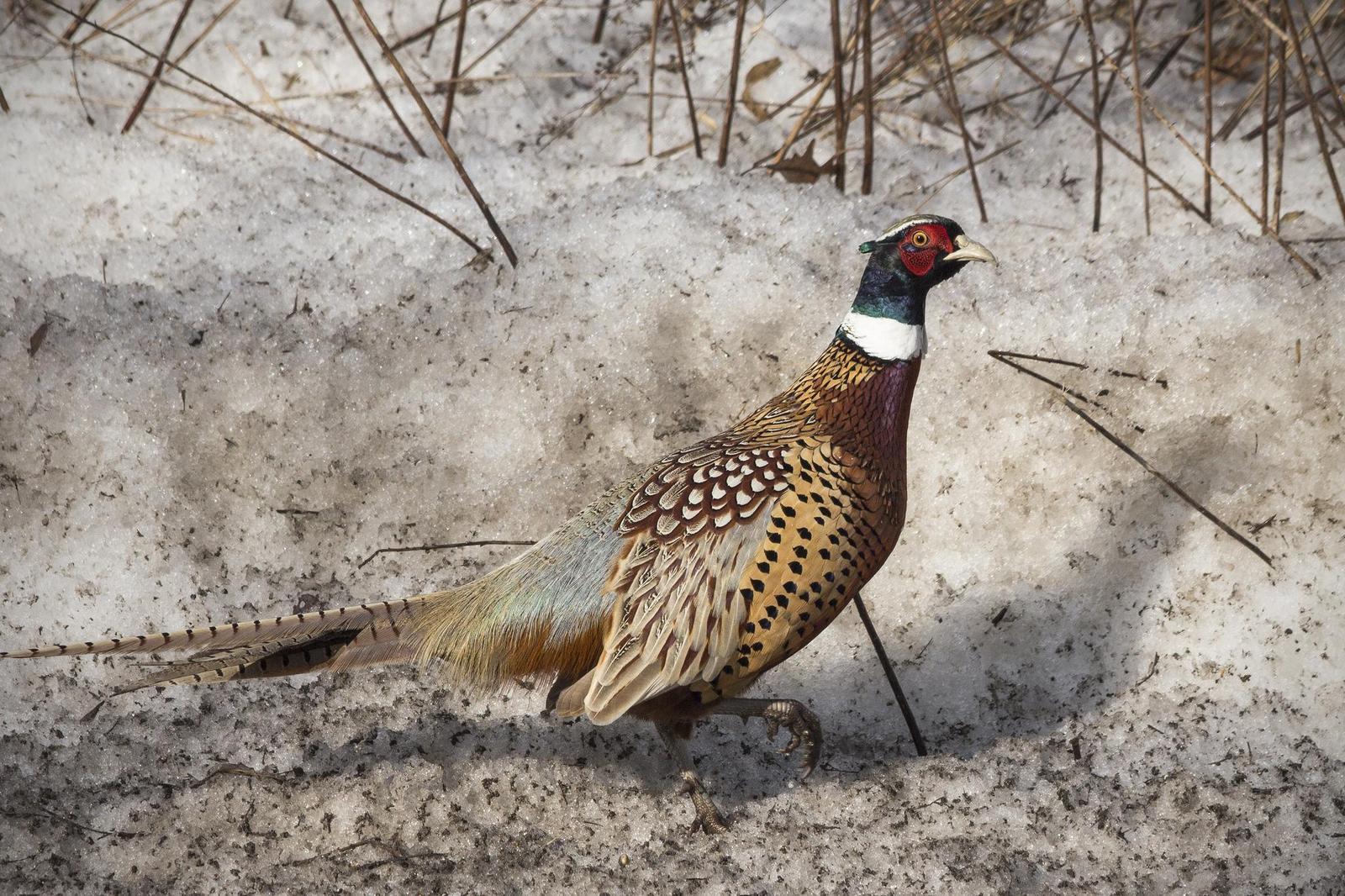 Ring-necked Pheasant Photo by Ryan Jones
