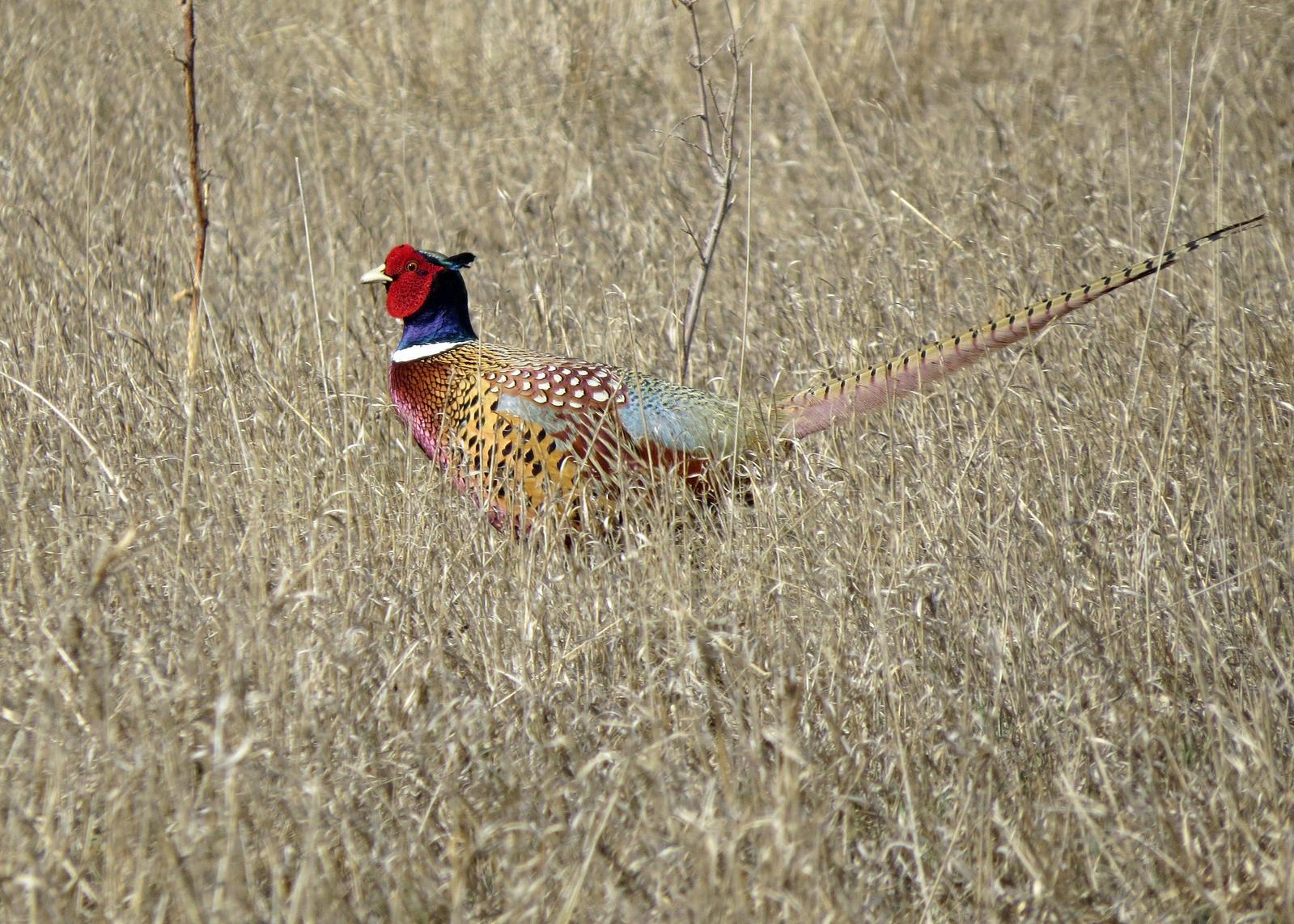 Ring-necked Pheasant Photo by Kelly Preheim
