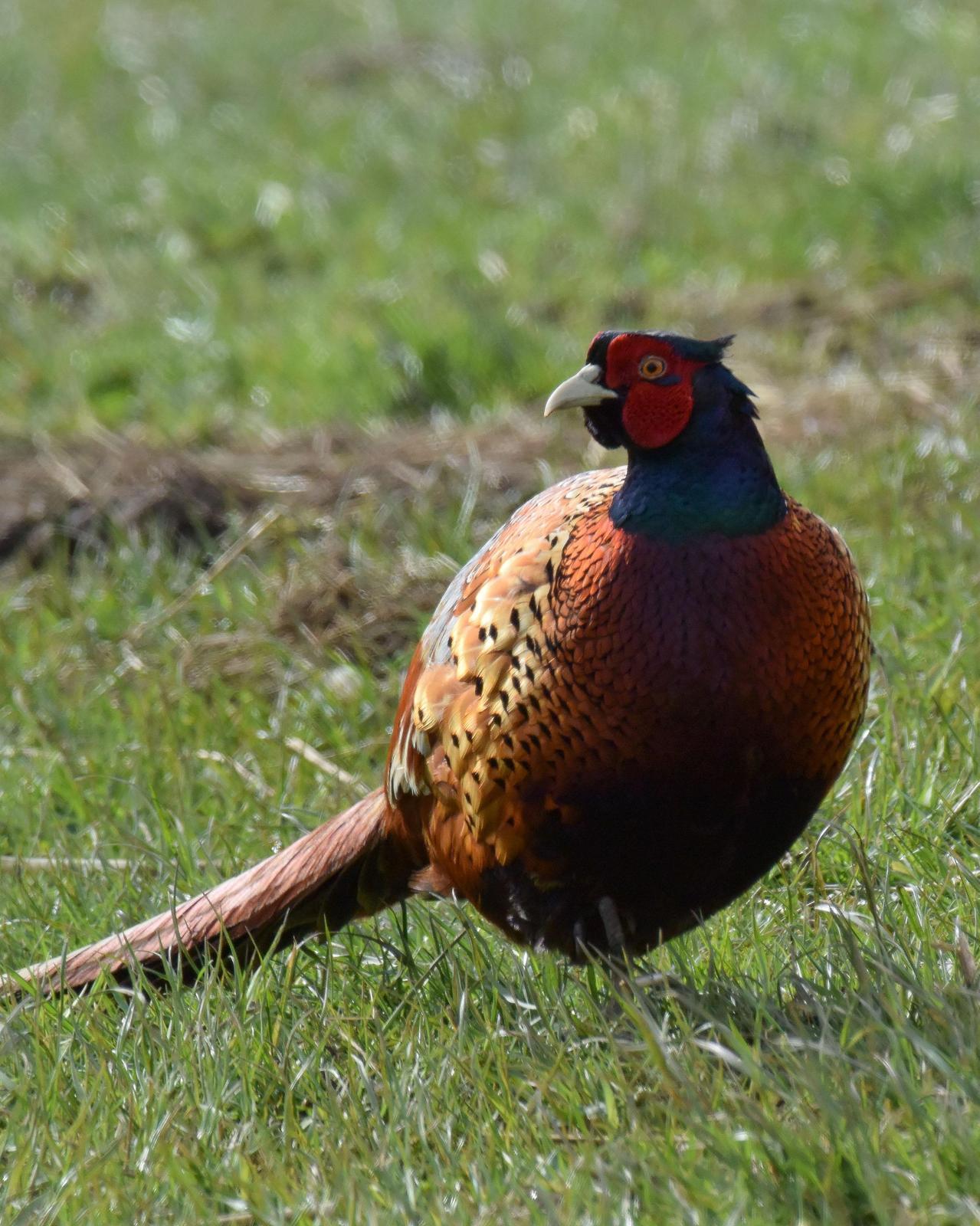 Ring-necked Pheasant Photo by Emily Percival