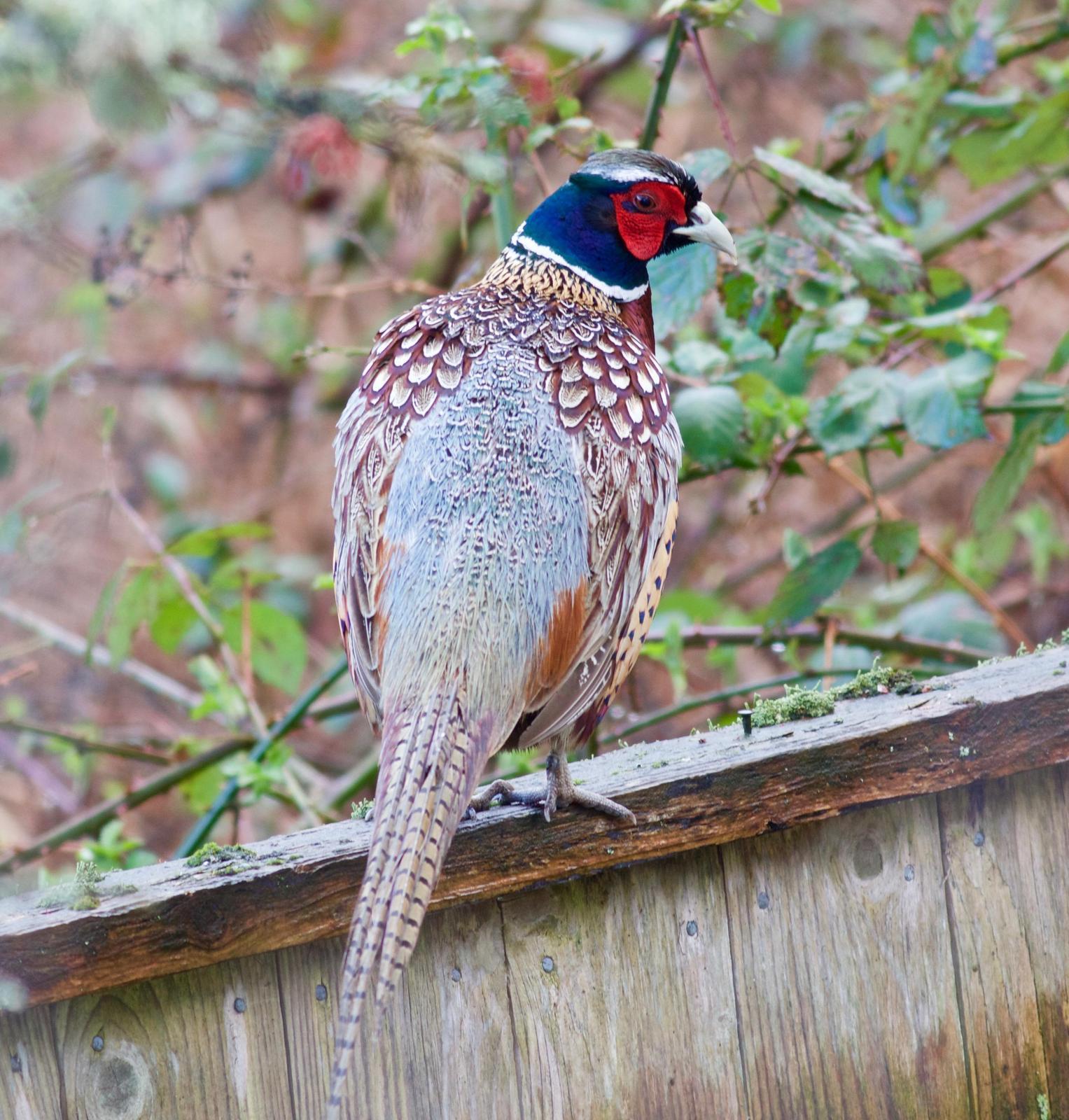 Ring-necked Pheasant Photo by Kathryn Keith