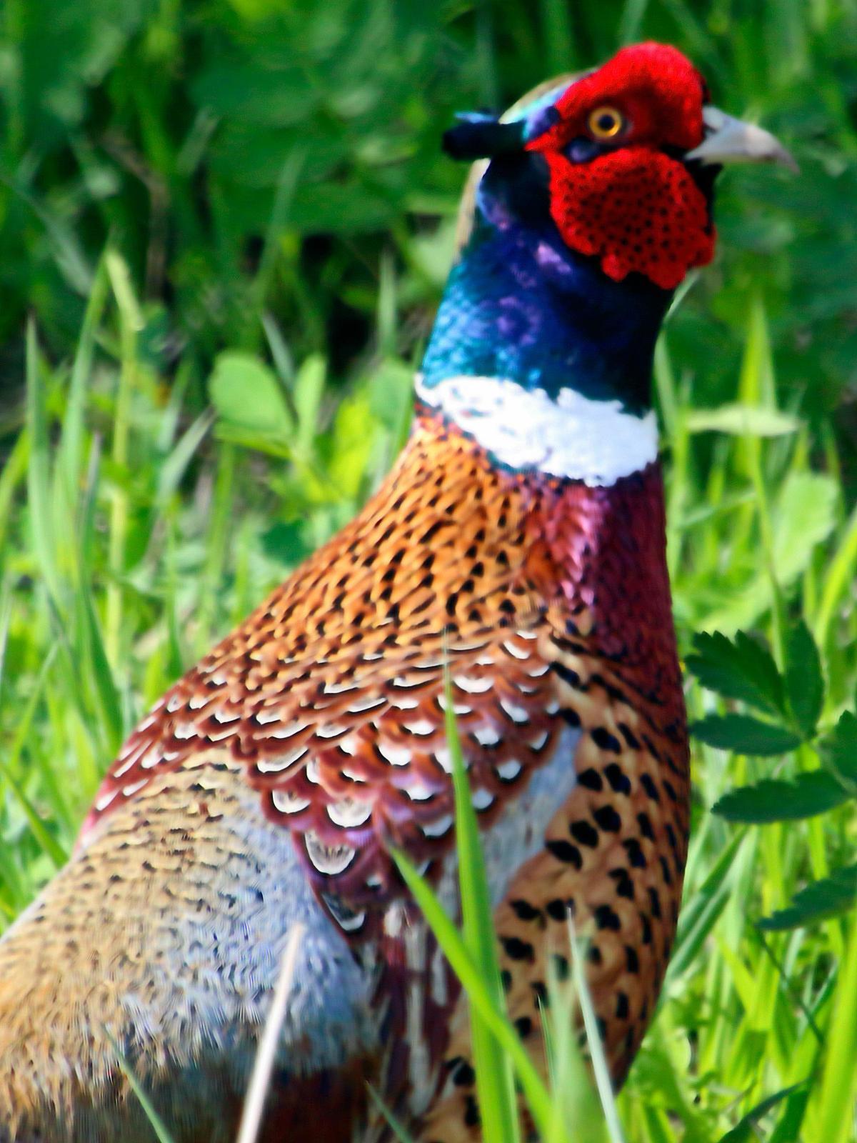 Ring-necked Pheasant Photo by Dan Tallman