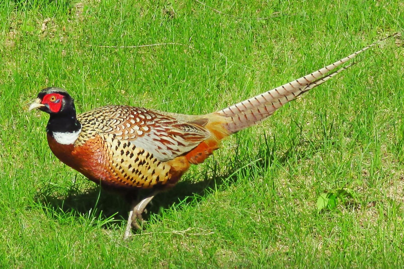 Ring-necked Pheasant Photo by Bob Neugebauer