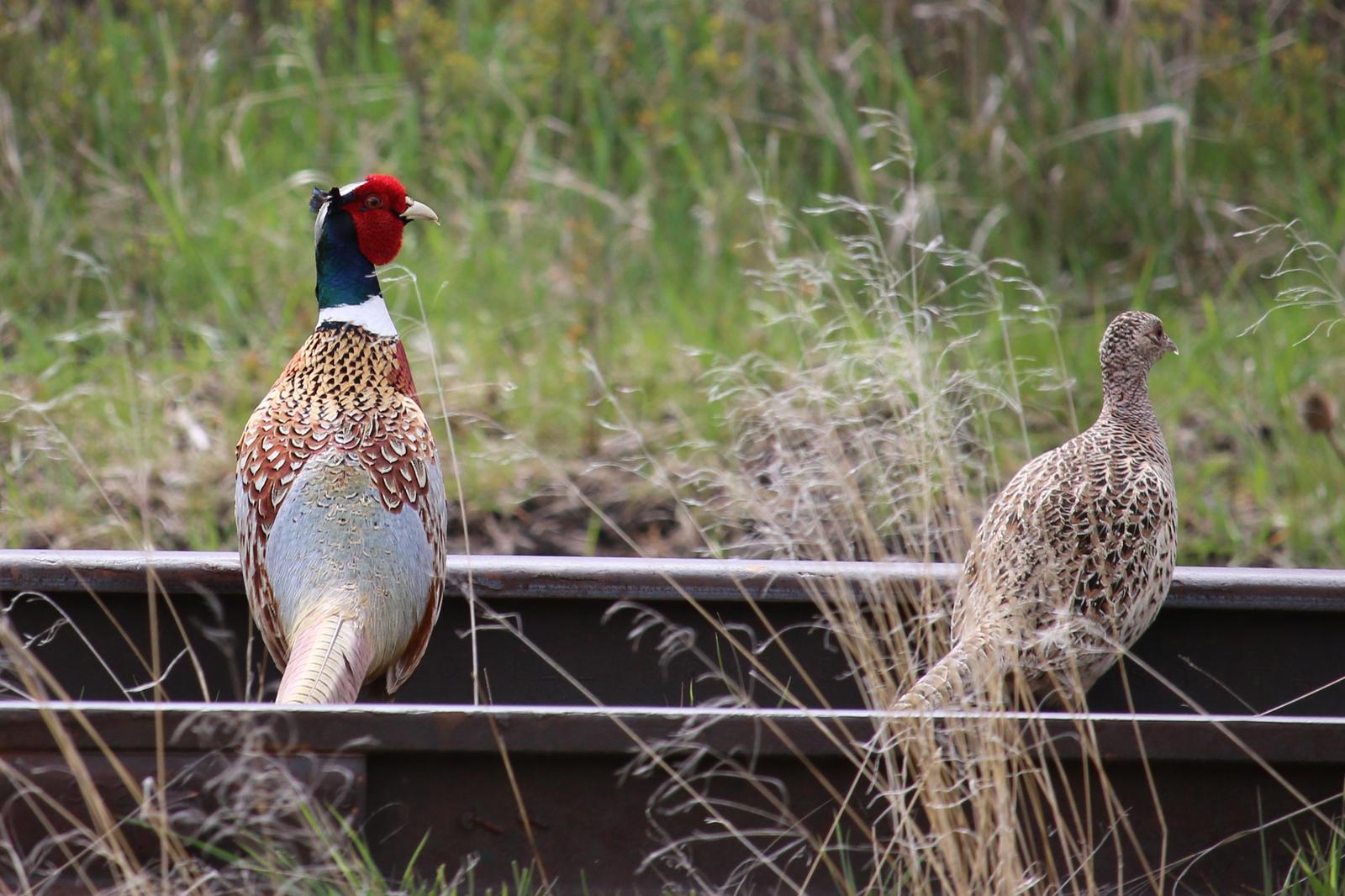 Ring-necked Pheasant Photo by Roblyn Brown