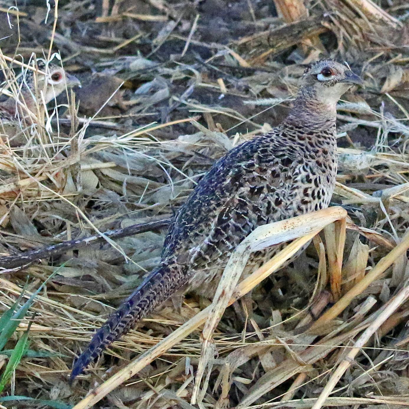 Ring-necked Pheasant Photo by Tom Gannon