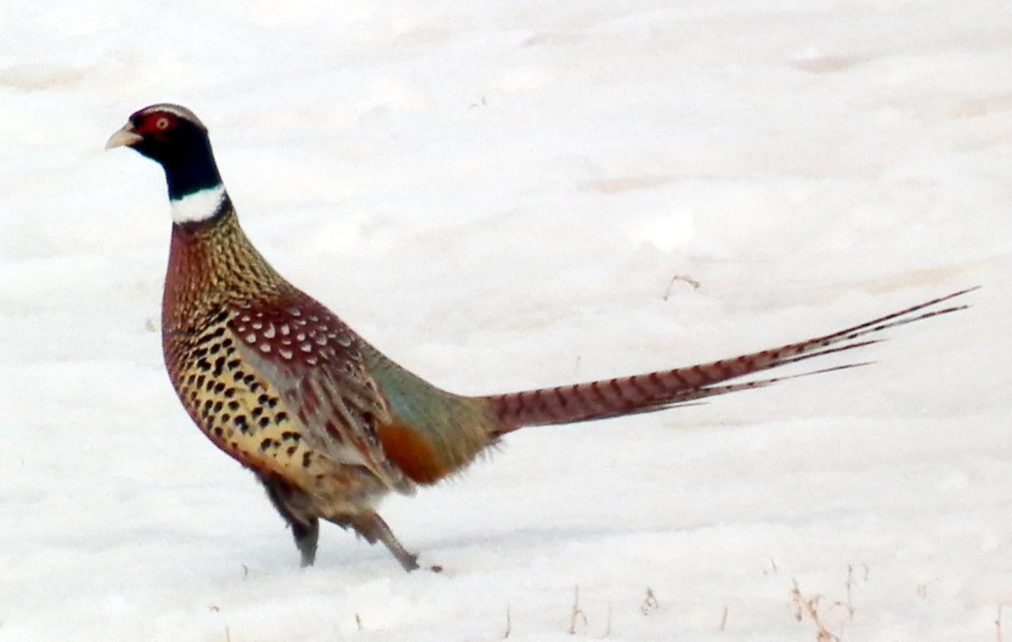 Ring-necked Pheasant Photo by Enid Bachman