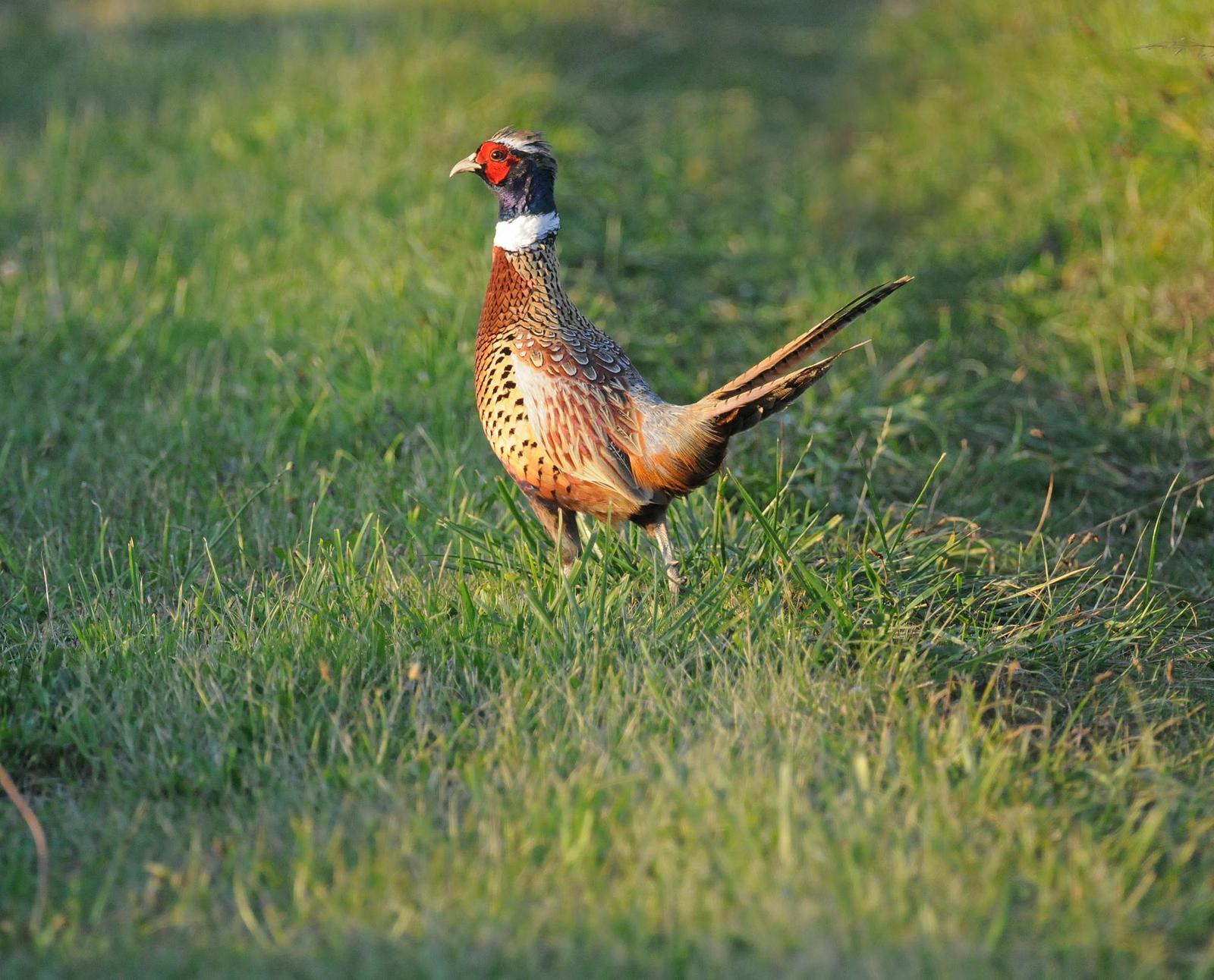 Ring-necked Pheasant (Ring-necked) Photo by Steven Mlodinow