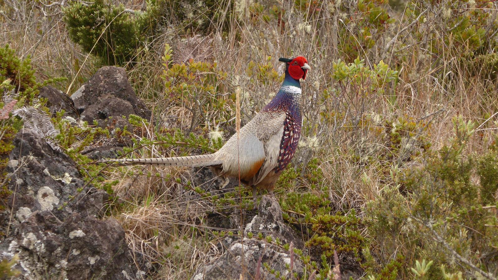 Ring-necked Pheasant (Ring-necked) Photo by Daliel Leite