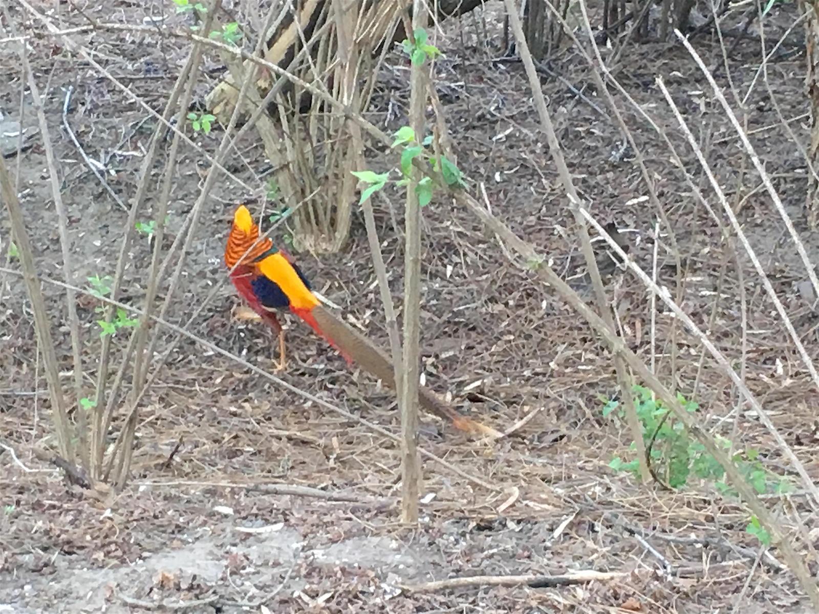 Golden Pheasant Photo by Kathryn Keith