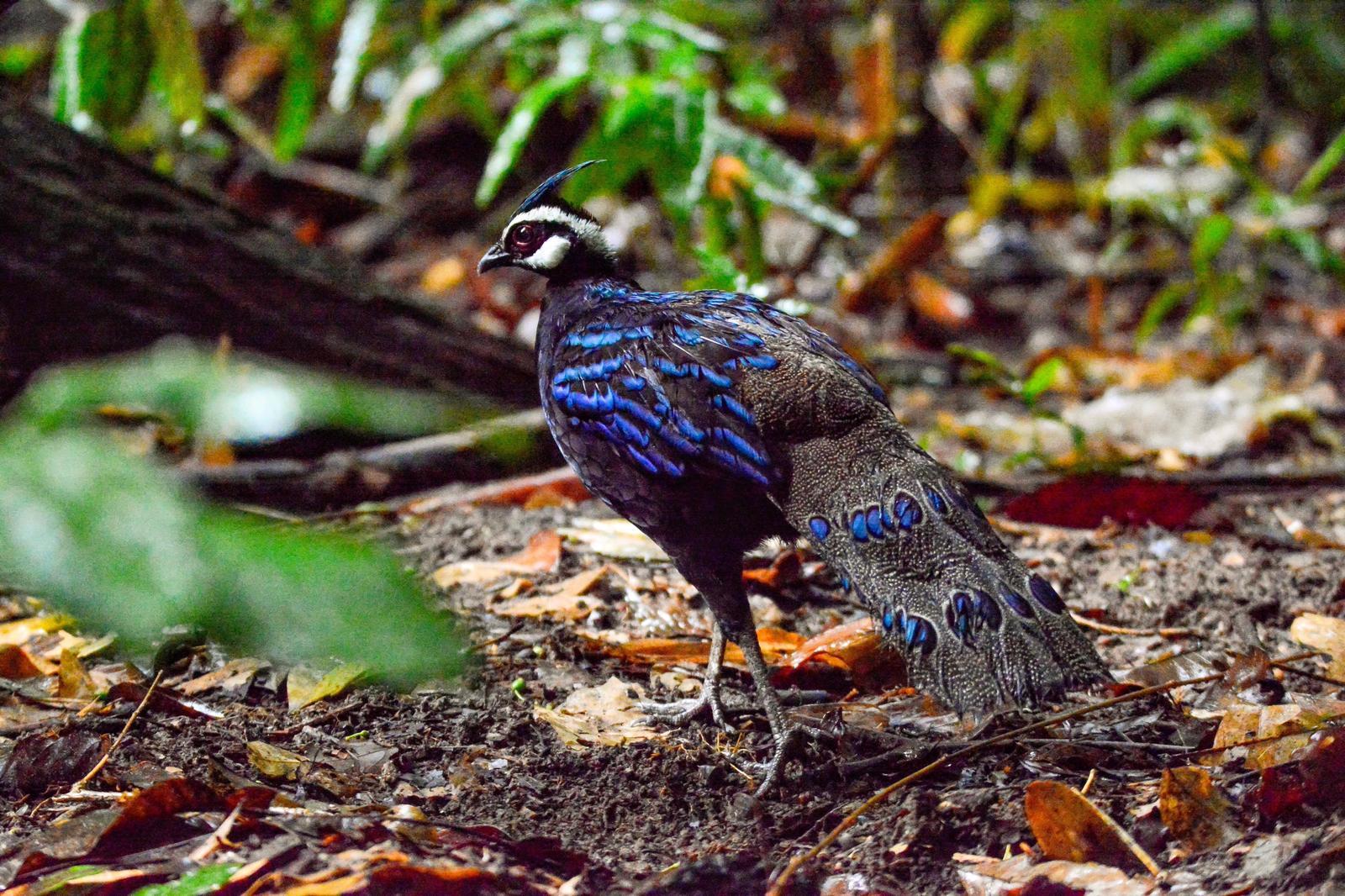 Palawan Peacock-Pheasant Photo by Tyson Kahler