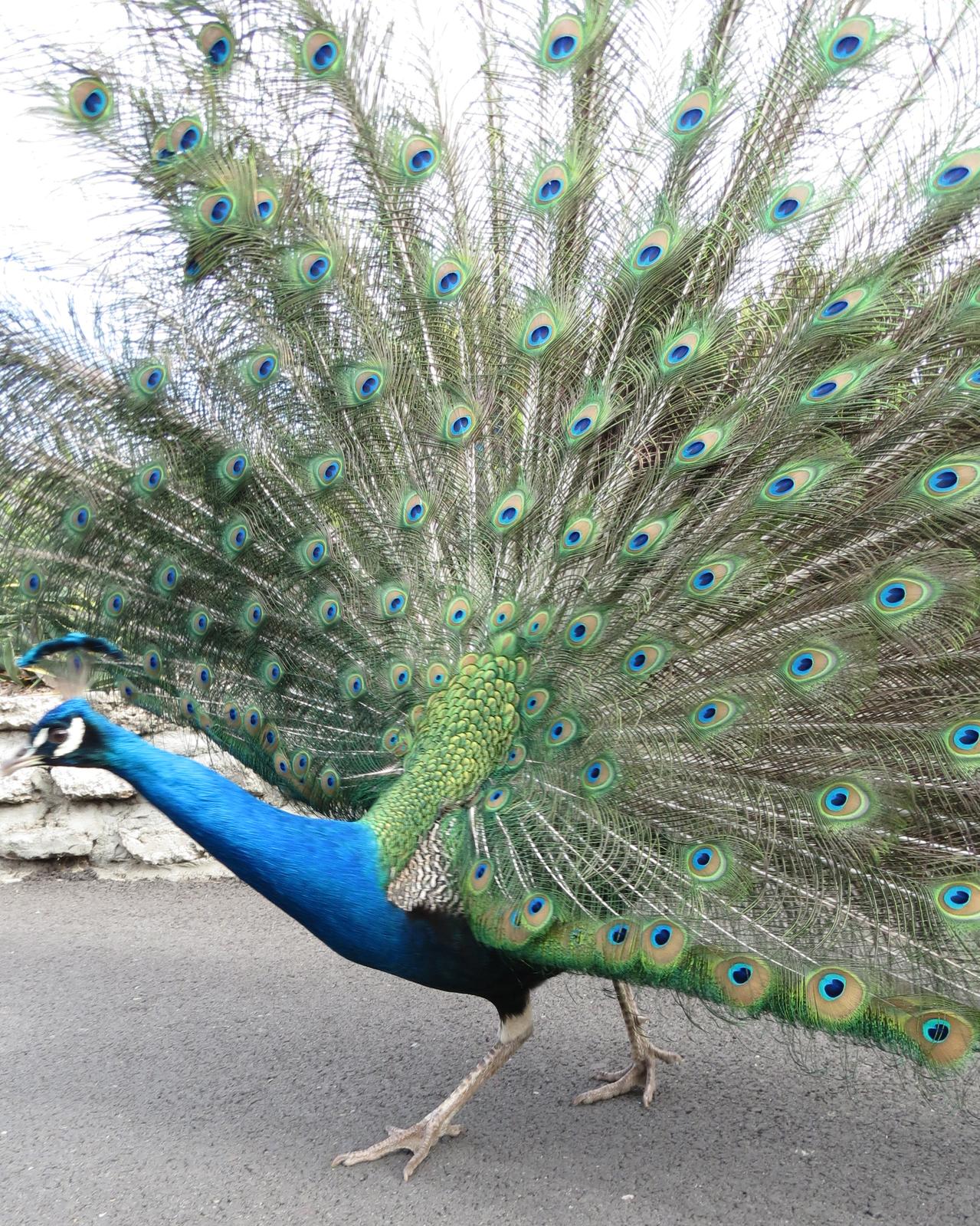 Indian Peafowl Photo by David Bell