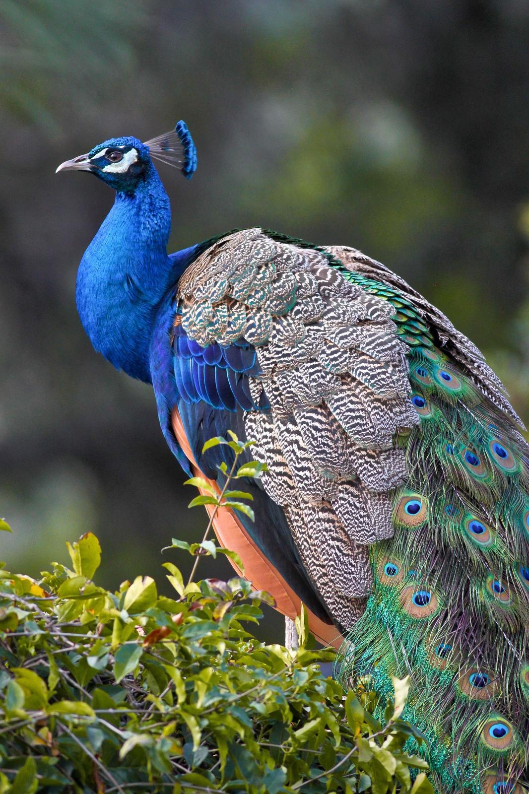 Indian Peafowl Photo by Tom Ford-Hutchinson
