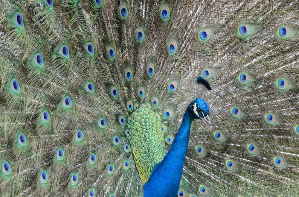 Indian Peafowl Photo by Kelly Lenihan