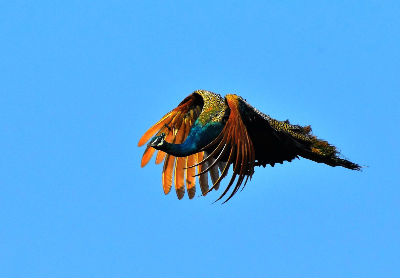 Indian Peafowl Photo by Krishnakumar Krishnan
