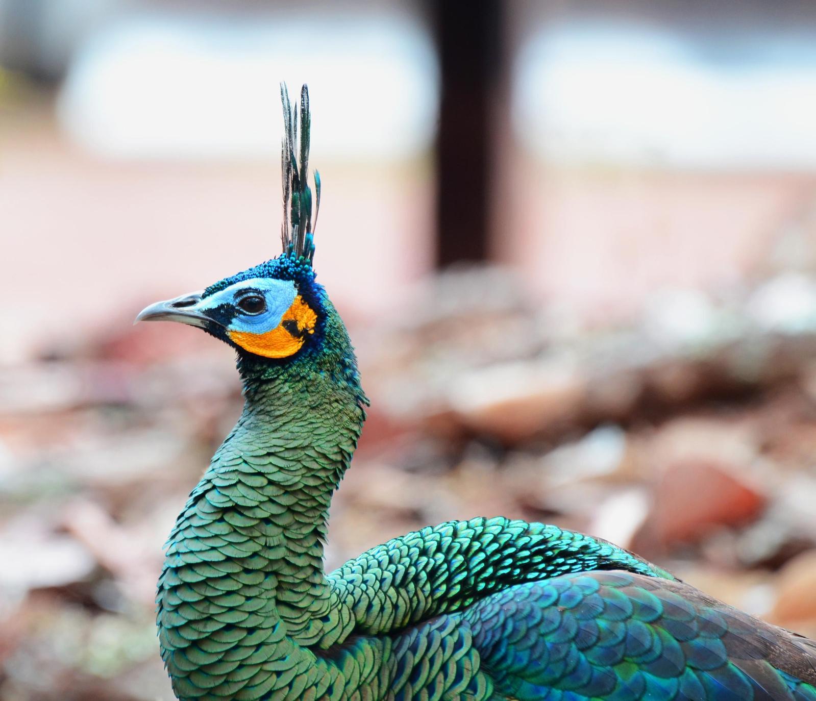 Green Peafowl Photo by Uthai Cheummarung
