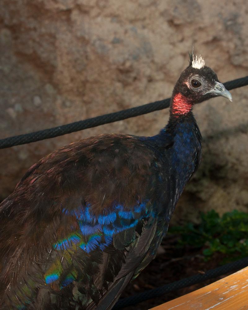 Congo Peacock Photo by Chris Harrison