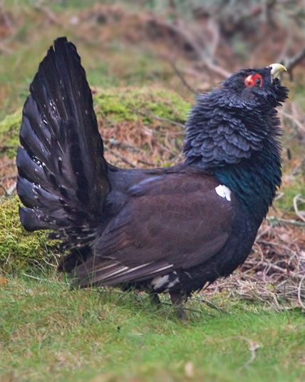 Western Capercaillie Photo by Mike Barth