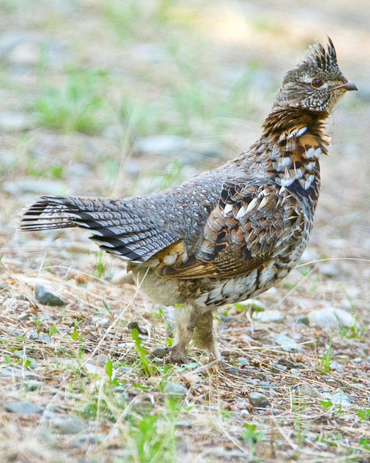Ruffed Grouse Photo by Brian Avent
