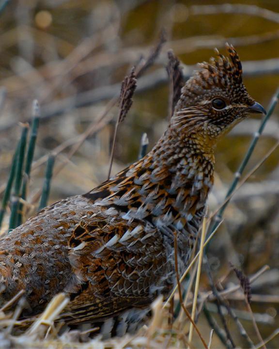 Ruffed Grouse Photo by James Hawley