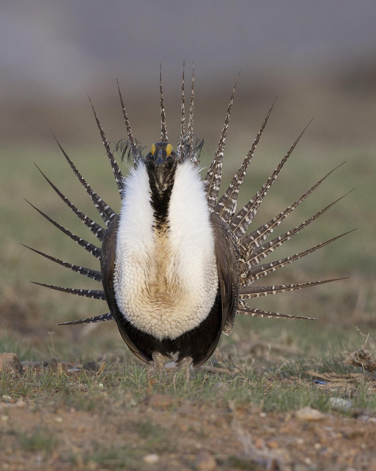 Greater Sage-Grouse Photo by Jeff Moore