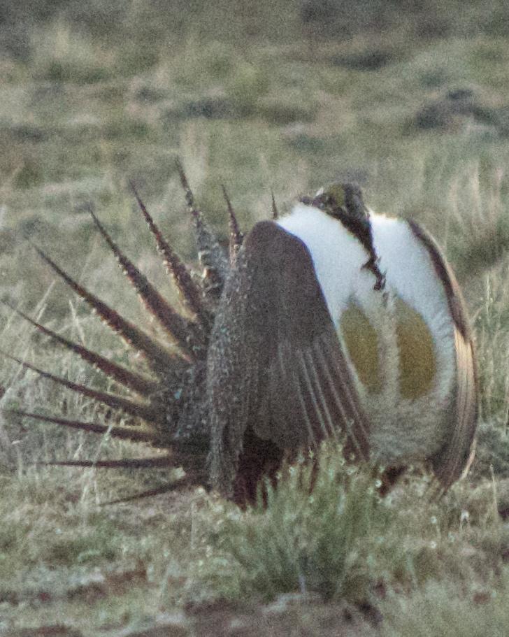 Greater Sage-Grouse Photo by Mark Baldwin