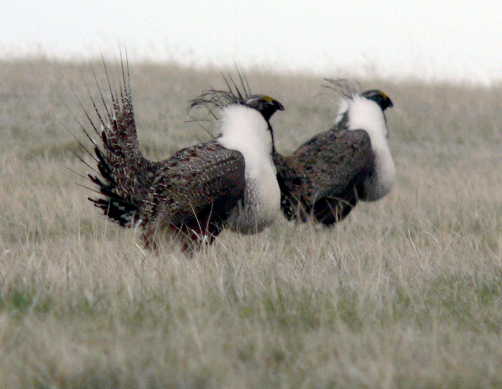Greater Sage-Grouse Photo by Bob Neugebauer