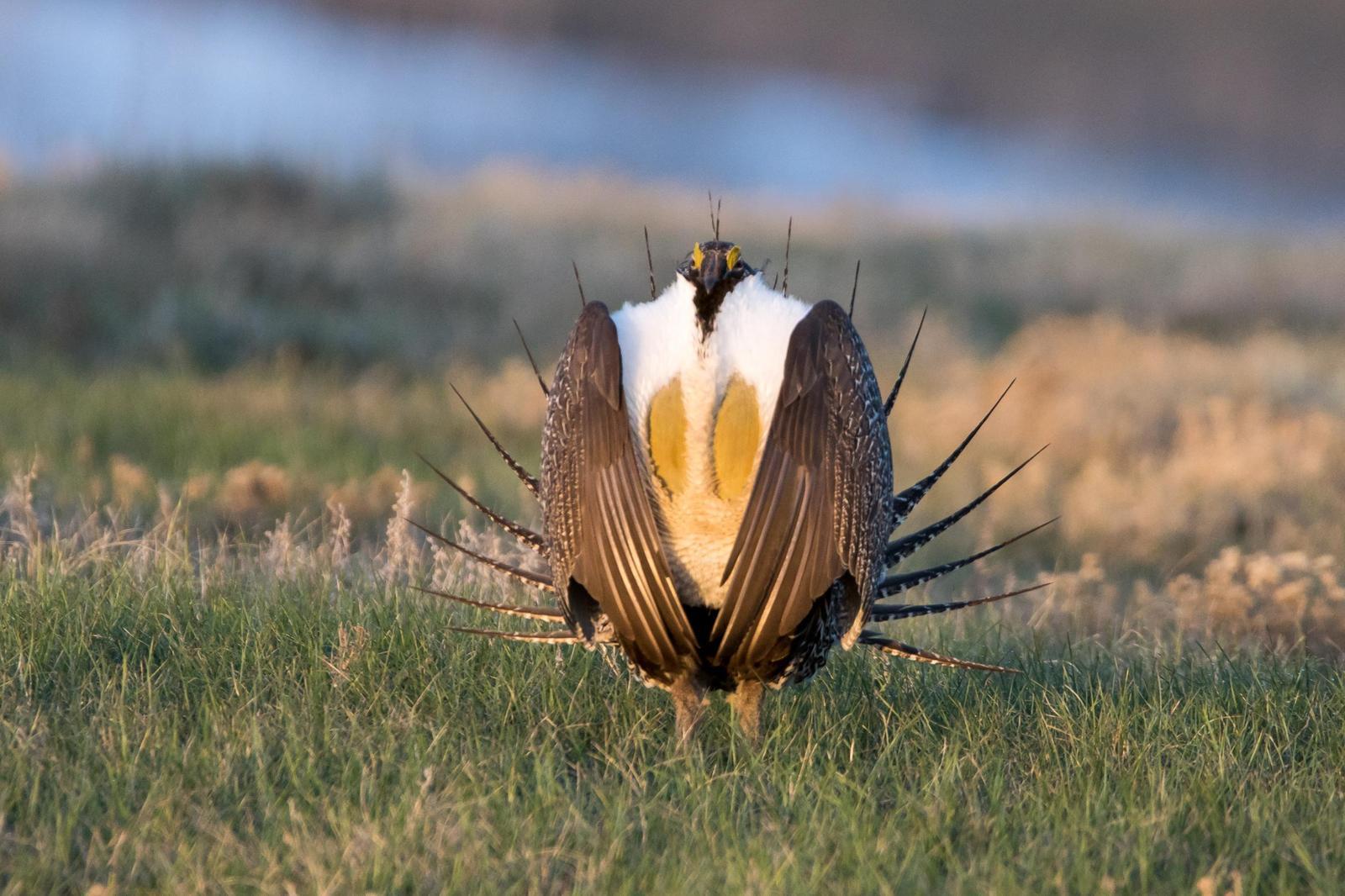 Greater Sage-Grouse Photo by Gerald Hoekstra