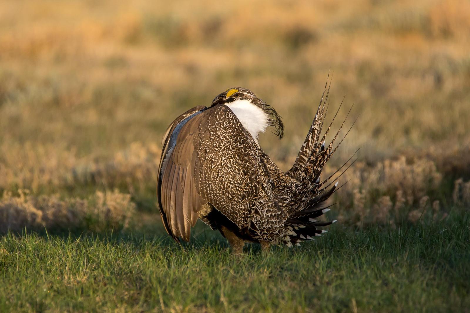 Greater Sage-Grouse Photo by Gerald Hoekstra