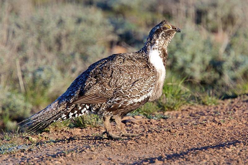 Greater Sage-Grouse Photo by Eric Liskay