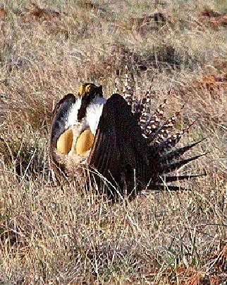 Gunnison Sage-Grouse Photo by Tim Avery