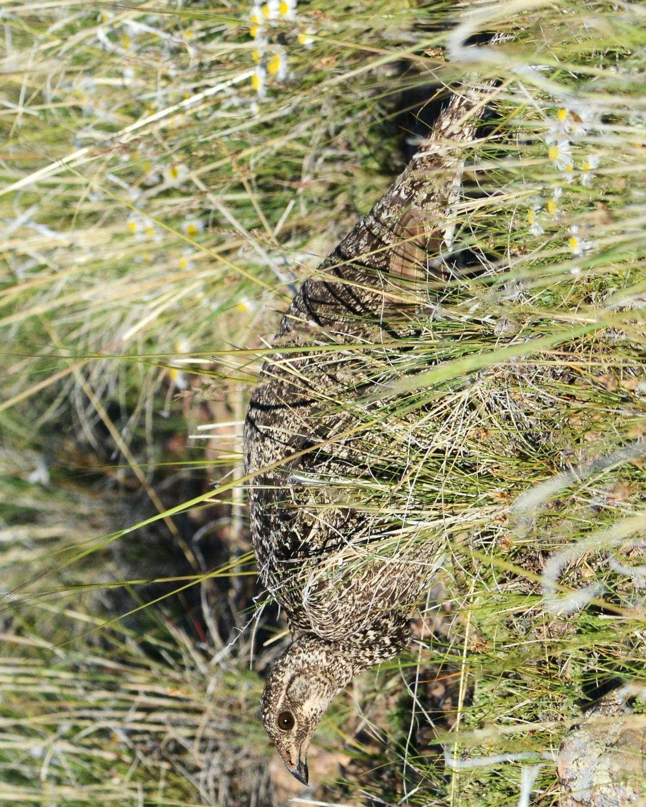 Gunnison Sage-Grouse Photo by David Hollie