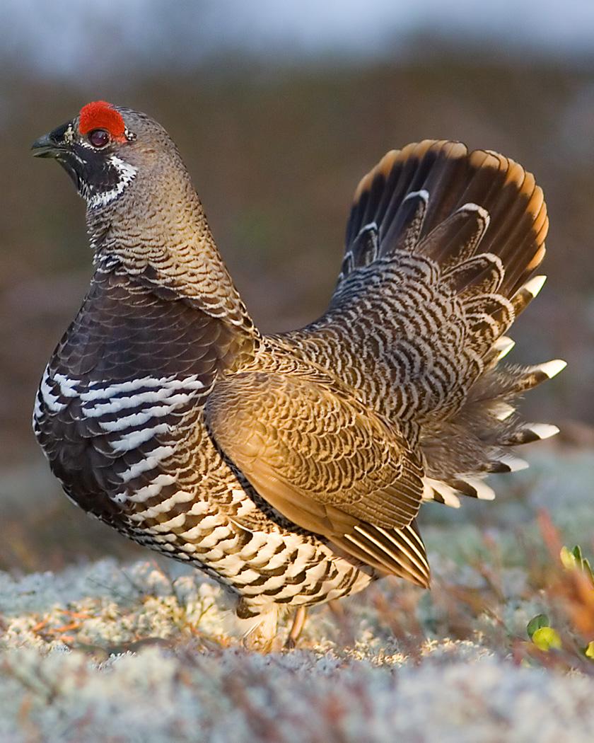 Spruce Grouse Photo by Josh Haas