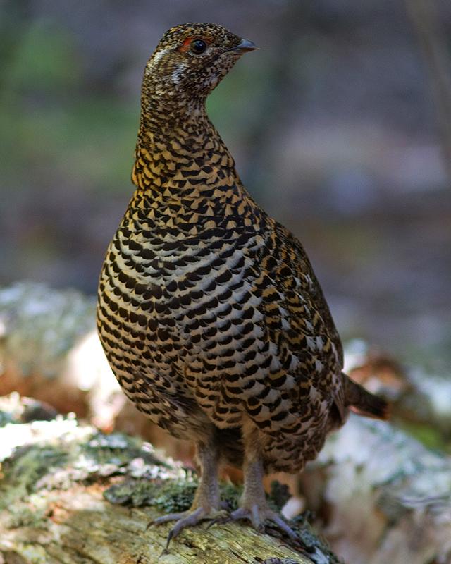 Spruce Grouse Photo by Ryan Shaw