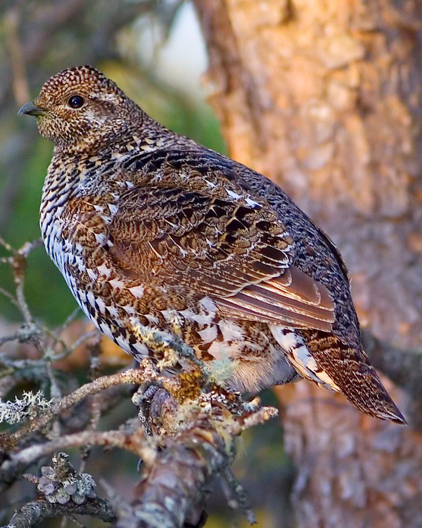 Spruce Grouse Photo by Josh Haas