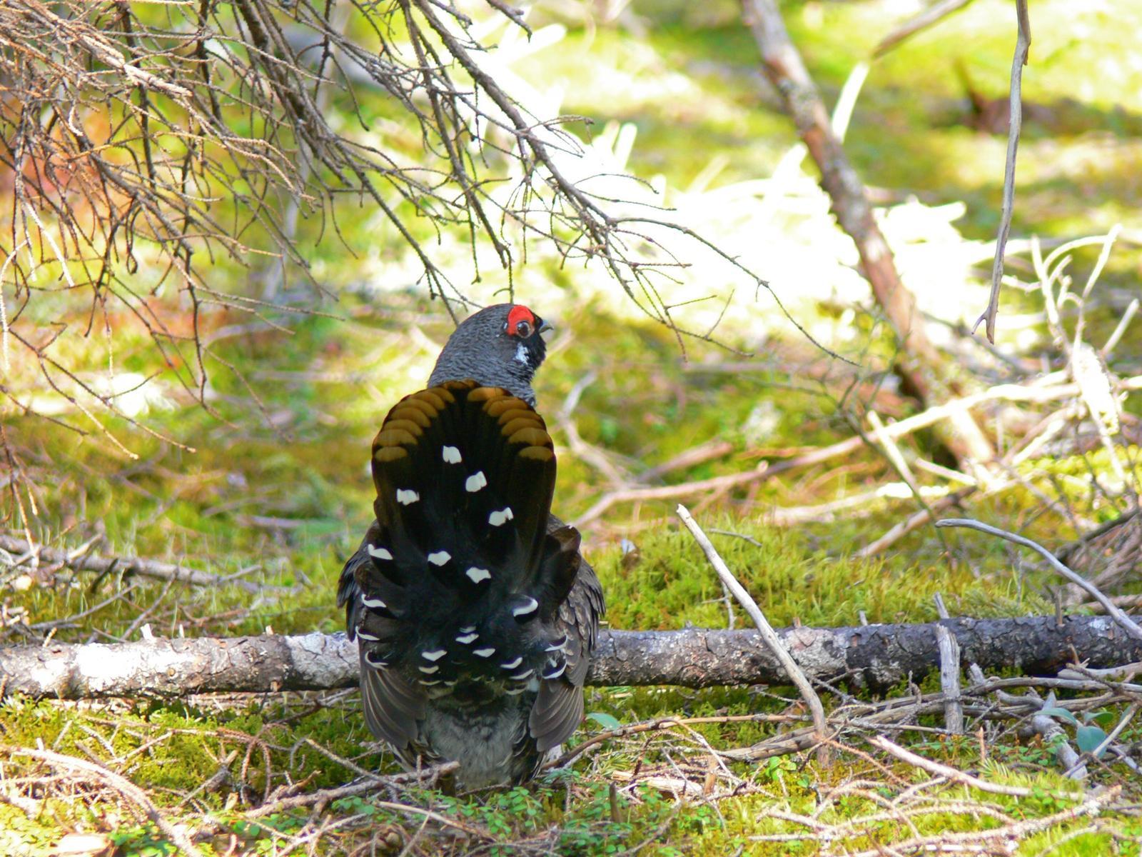 Spruce Grouse (Spruce) Photo by Tom Ford-Hutchinson