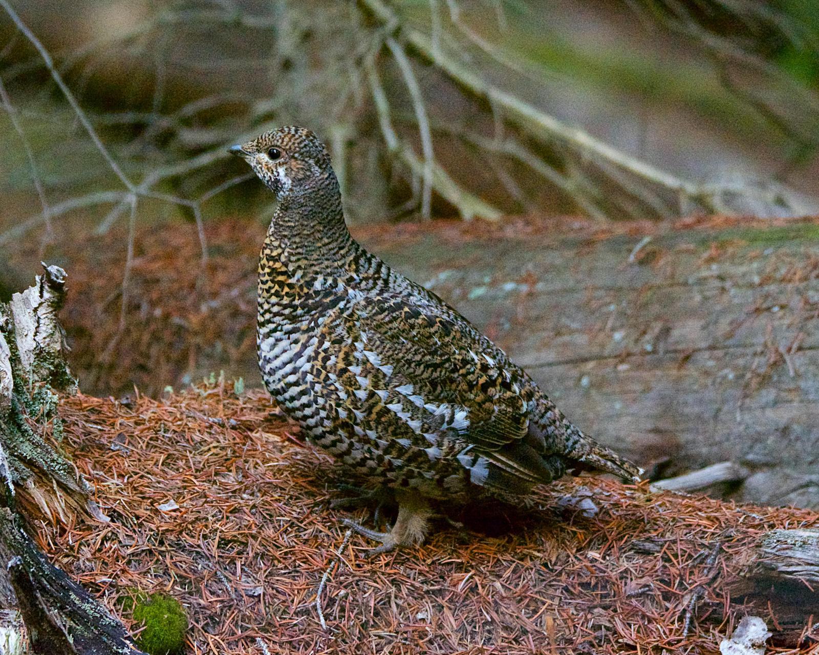 Spruce Grouse (Franklin's) Photo by Brian Avent
