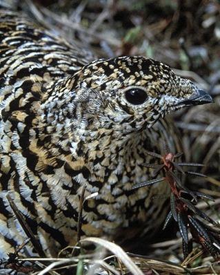 Willow Ptarmigan Photo by Pete Myers