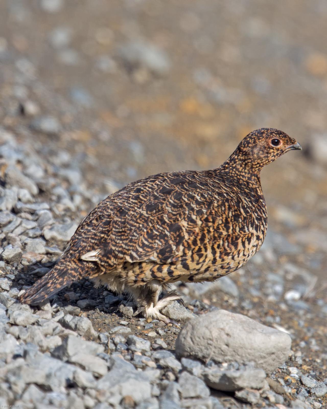 Willow Ptarmigan Photo by JC Knoll
