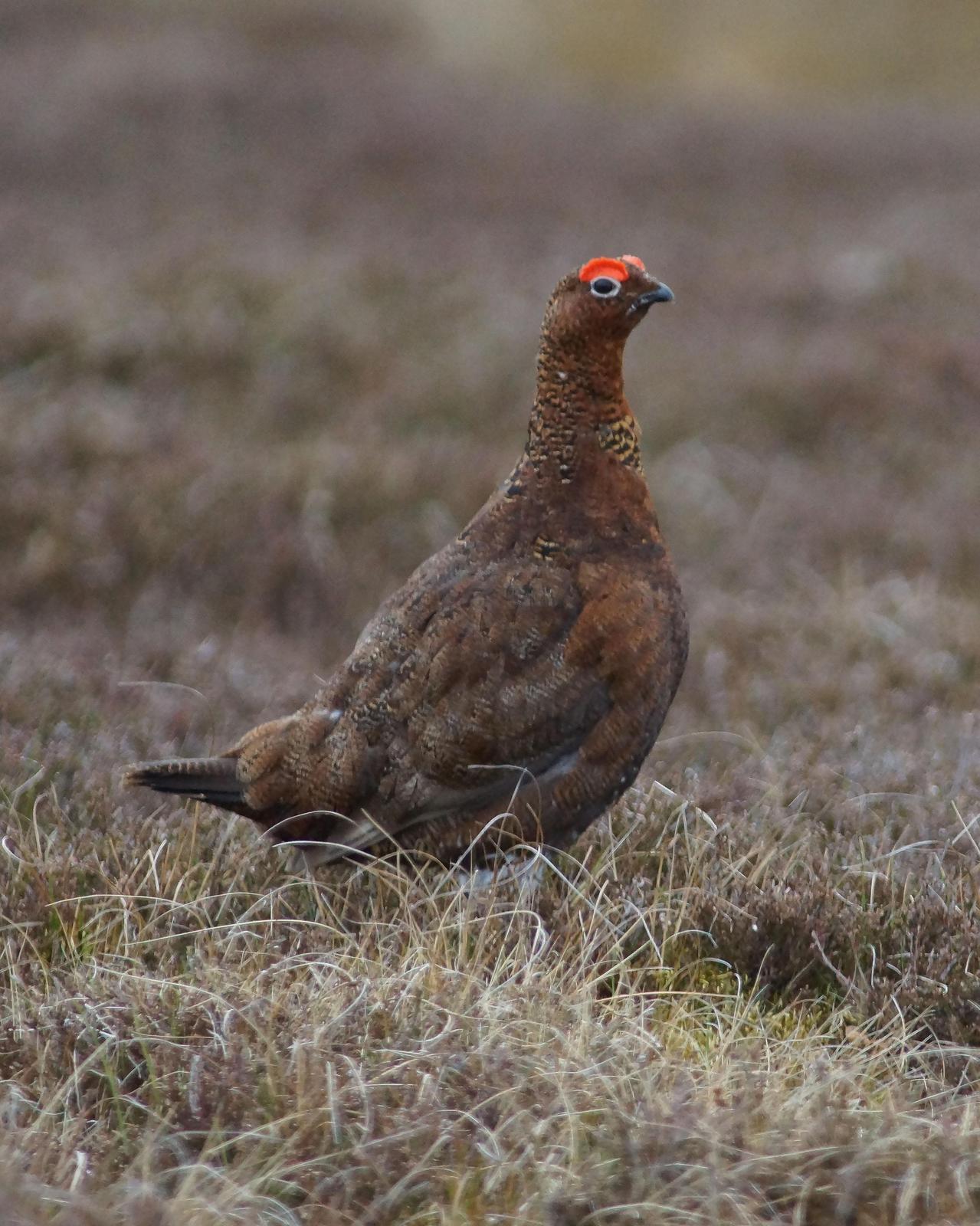 Willow Ptarmigan (Red Grouse) Photo by Steve Percival