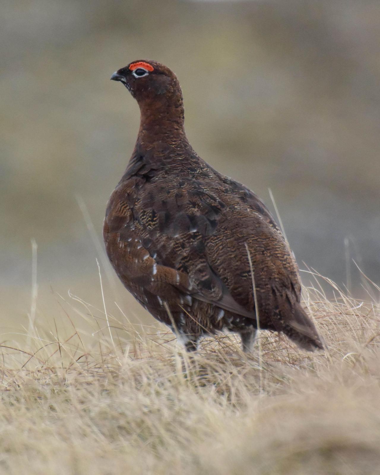 Willow Ptarmigan (Red Grouse) Photo by Steve Percival