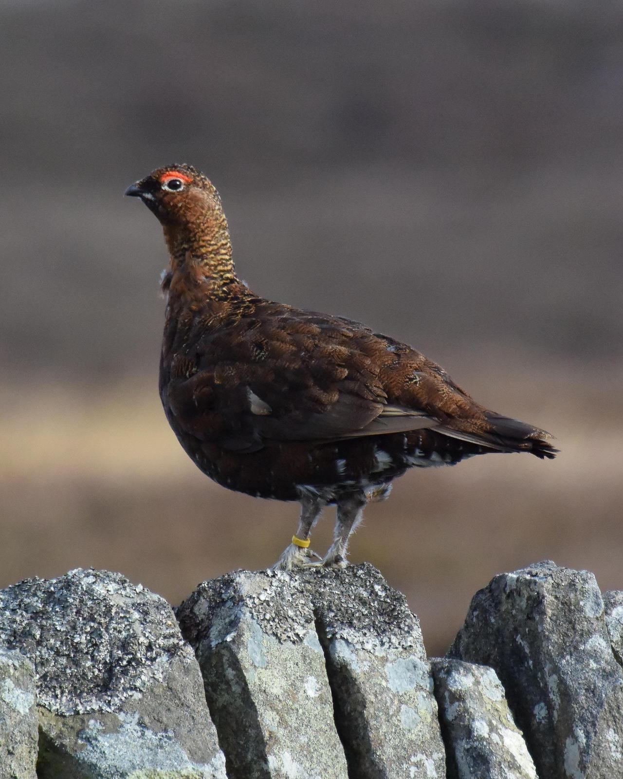 Willow Ptarmigan (Red Grouse) Photo by Emily Percival