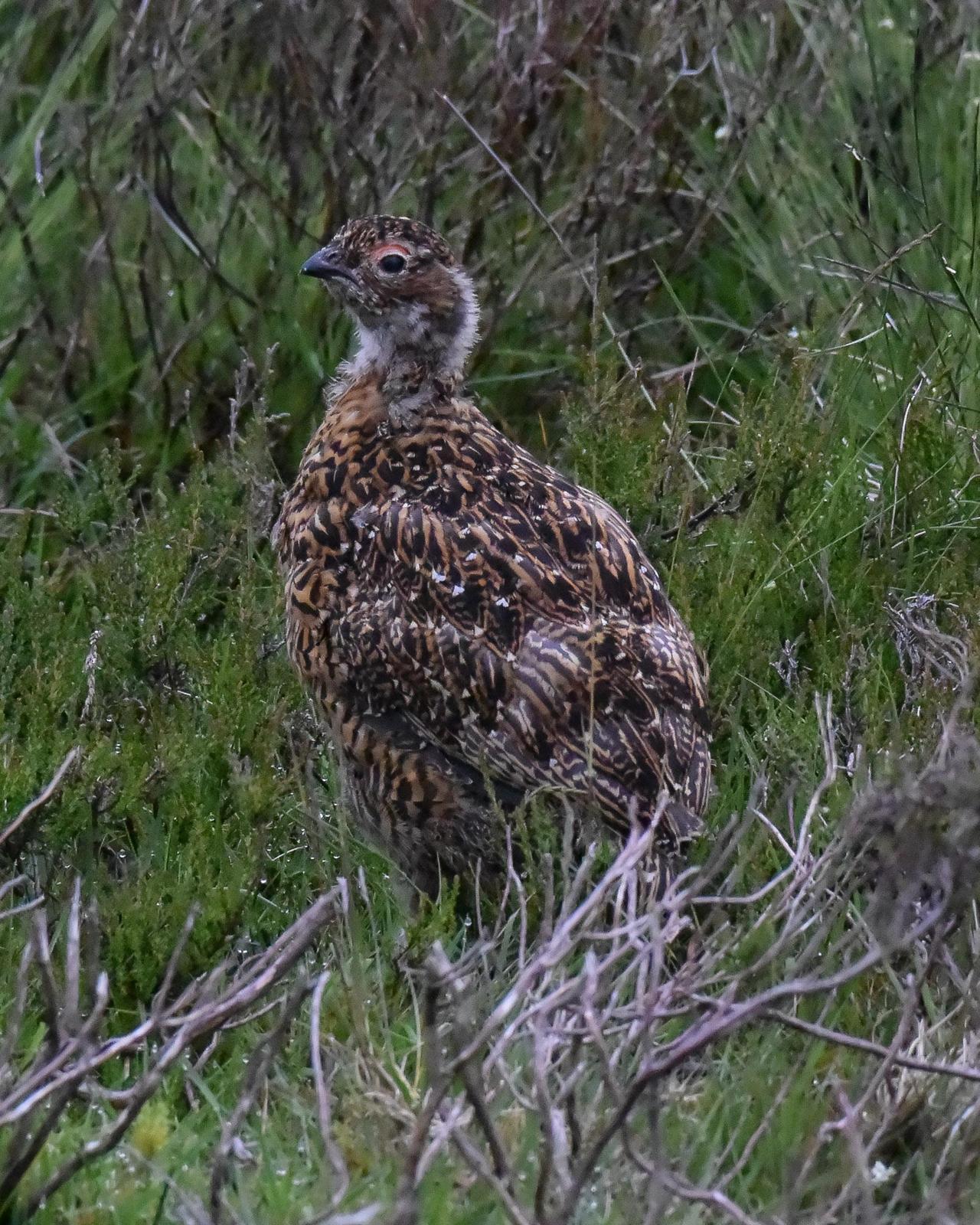 Willow Ptarmigan (Red Grouse) Photo by Emily Percival