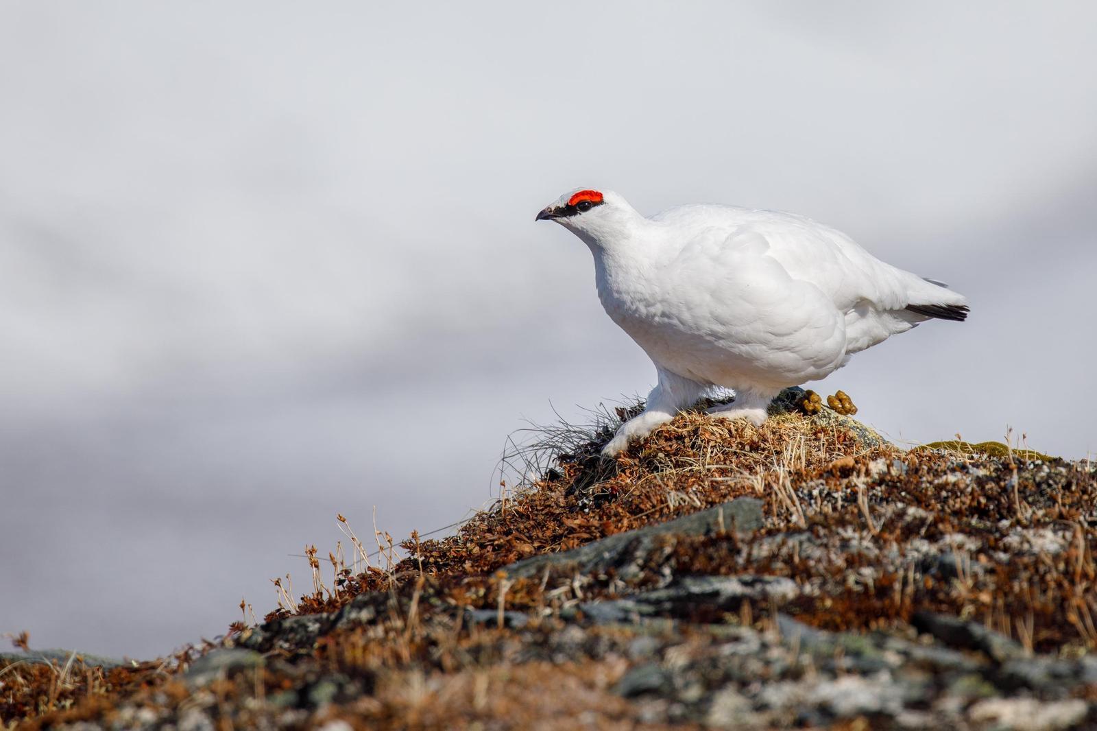 Rock Ptarmigan Photo by Kate Persons