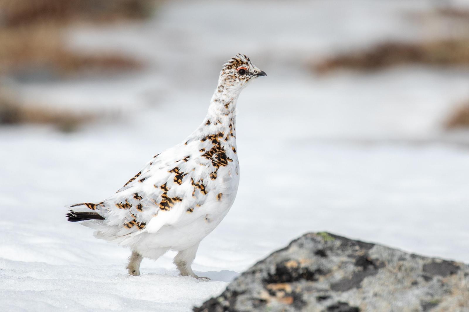 Rock Ptarmigan Photo by Kate Persons