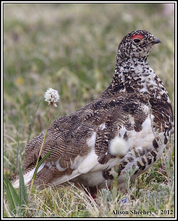 White-tailed Ptarmigan Photo by Alison Sheehey